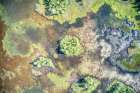 Finland, North Ostrobothnia, Rukatunturi area. Marshland. Art Print